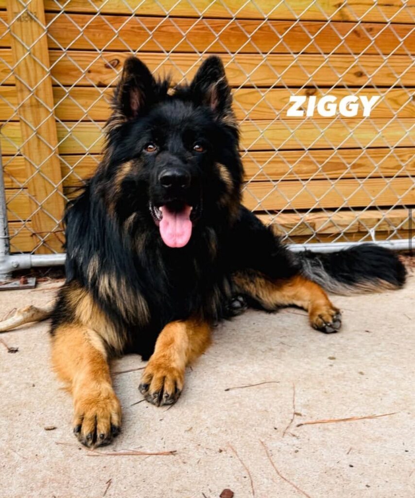 Ziggy